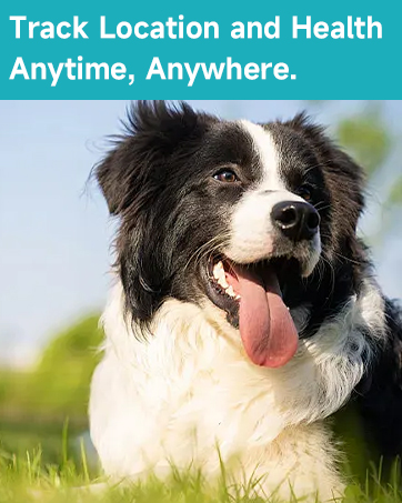 dog gps