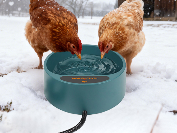 Chickens bowl