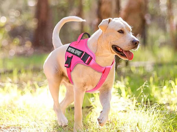 hot pink service dog harness