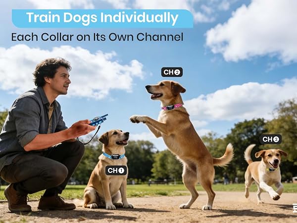 dog training collar with remote