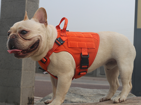 small dog vest