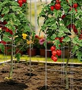 Square Foldable Tomato Cages