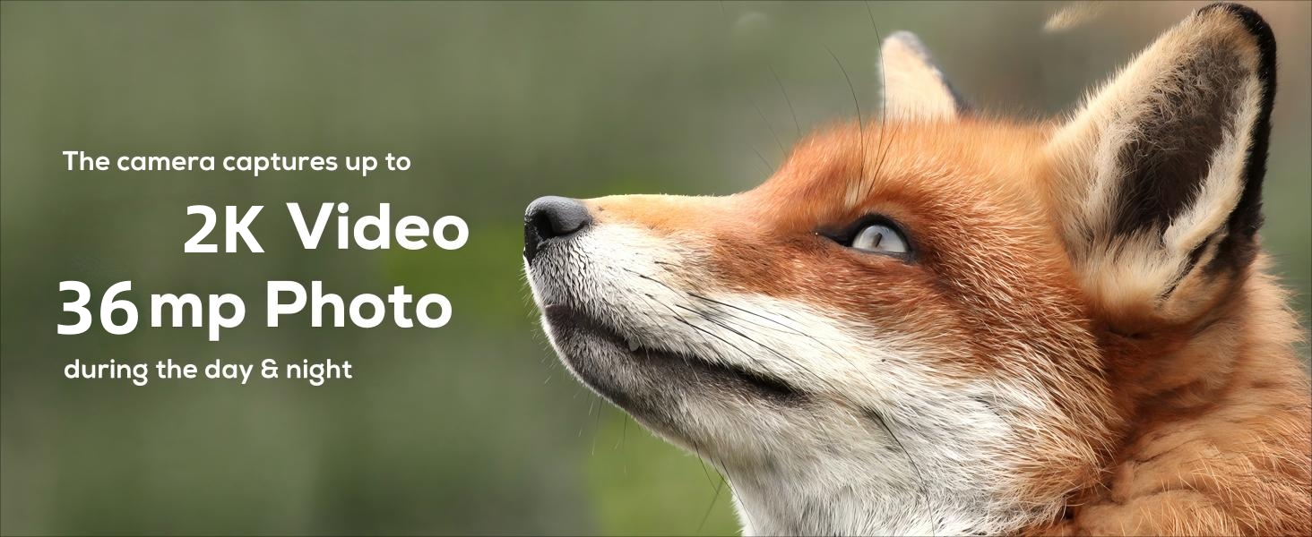 trail camera