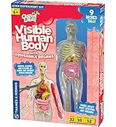 Thames &amp; Kosmos Ooze Labs: Visible Human Body with Squishable Organs