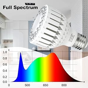 succulent seedling starting