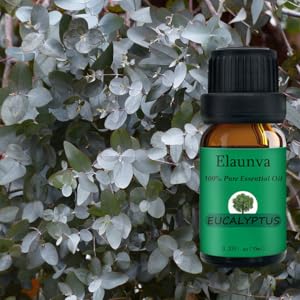Eucalyptus