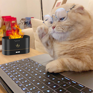 cat wearing glasses and using a laptop