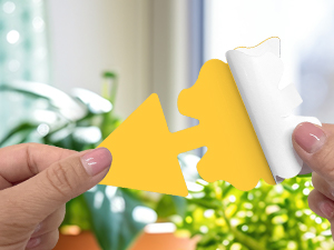 Fungus Gnat Traps