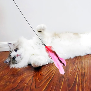 cat wand toys 5