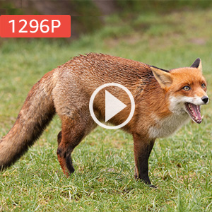 1080P H.264 Video