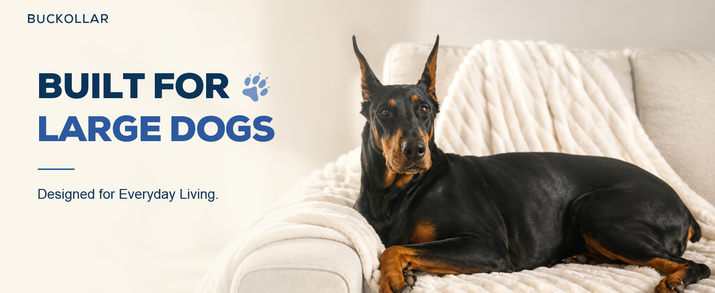 Doberman on cream sofa with BUCKOLLAR large dog branding.