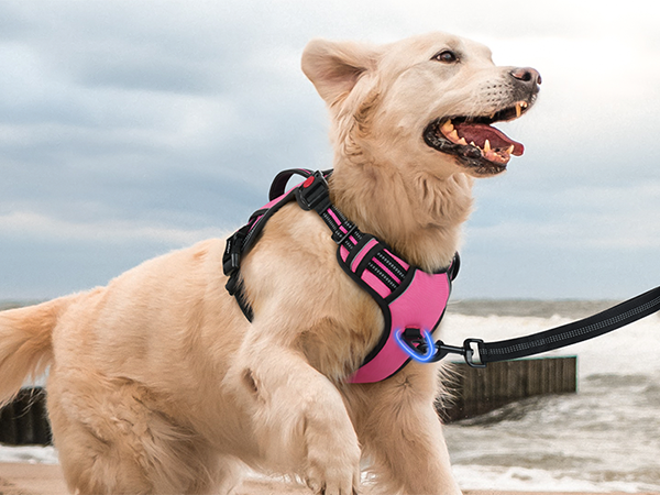 dog harness
