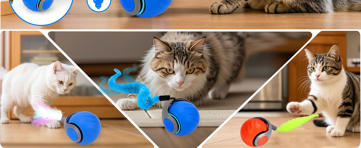 cat toy