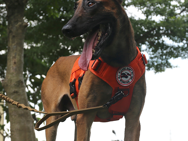 no pull dog harness