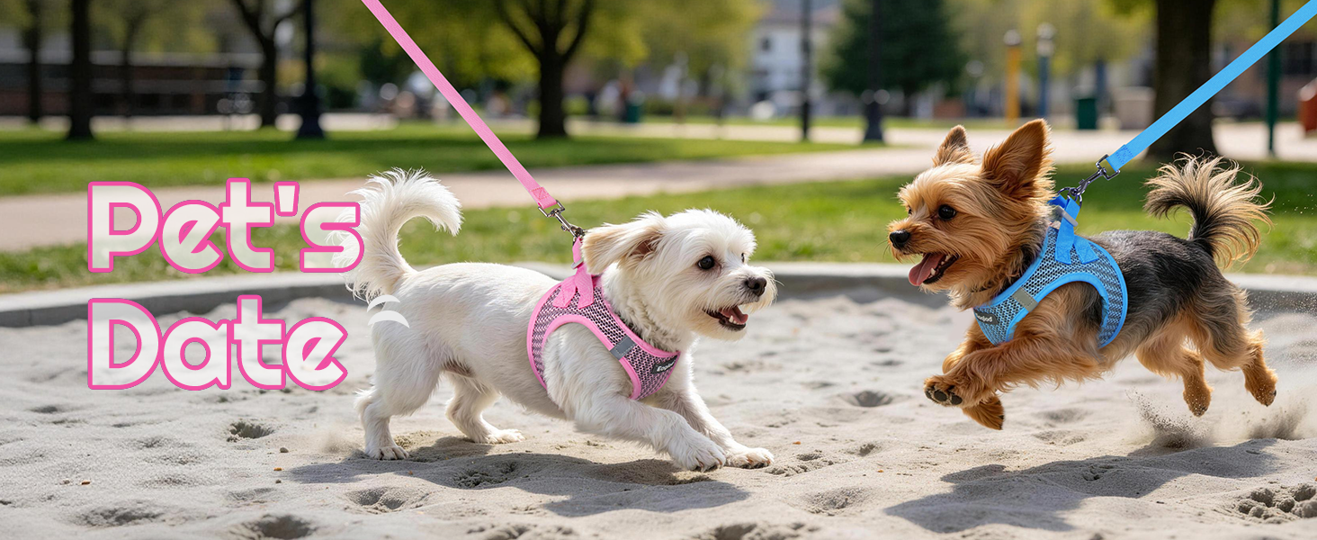 dog harness small dog