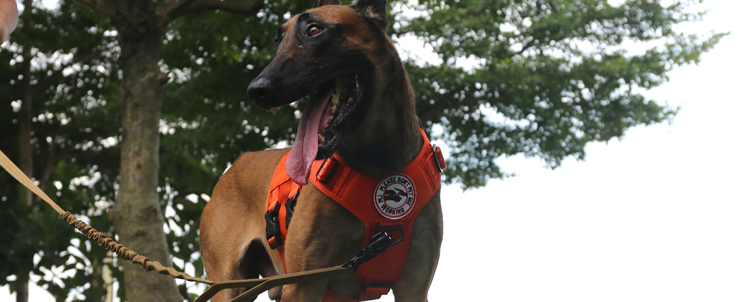 no pull dog harness