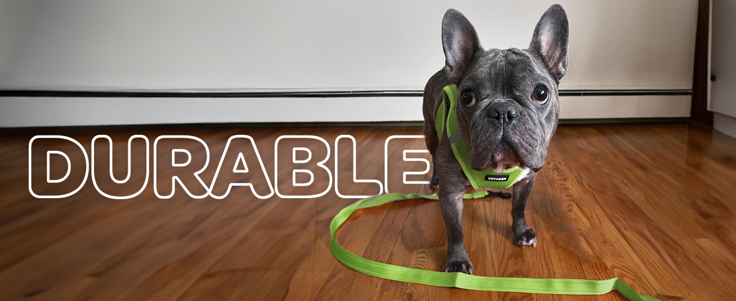 long leash for dogs