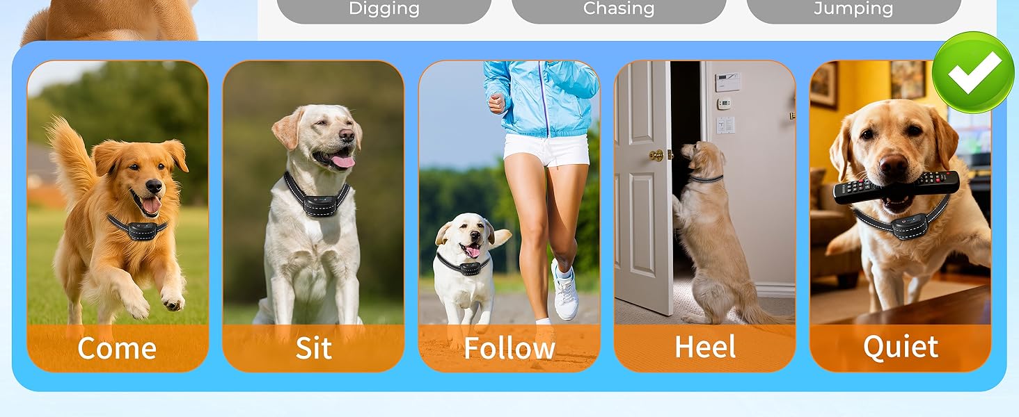 dog training collar 11