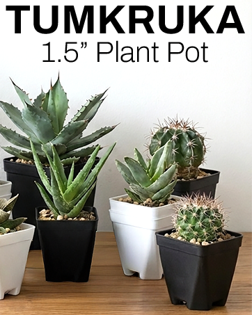 plant pot