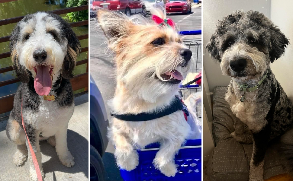 dog products dog hair remover dog brush for shedding cat brushes for indoor cats furminator for dogs