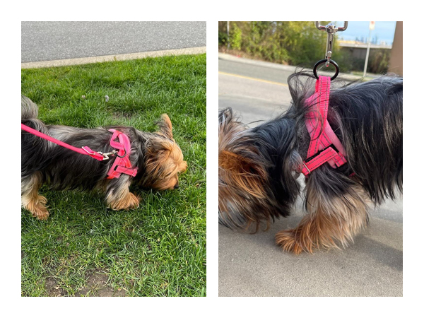 Walking Dog Harness and Leash Set