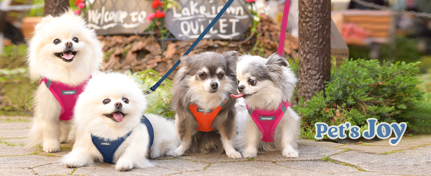 Pet park play with vest harness