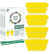 LULUCATCH Fruit Fly Sticky Trap 36 Pack, Safe Gnat Traps for Fruits, Plants, Super Sticky Fly Tra...