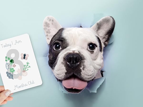 milestone cards memory adoption gift keepsake journey dog cat puppy kitten book alternative photo p