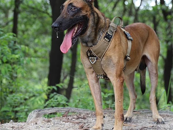 adjustable dog vest