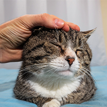 This cat head massager soothe your pet with a gentle head-to-paw massage to take away stress. 