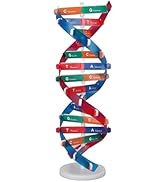Human DNA Model Colorful Double Spiral Assemble Model Science Educational Teaching Biological Sci...