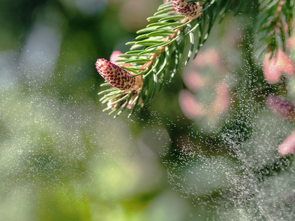 air purifier for pollen allergies