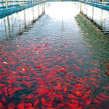 fish farm