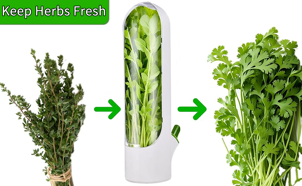 Cilantro Containers for Refrigerator