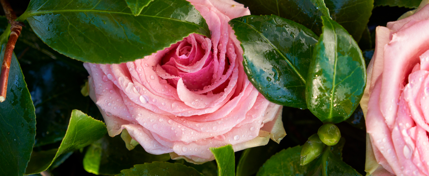 Made with rose hips; helps condition hair for a soft, smooth end look and enhance shine