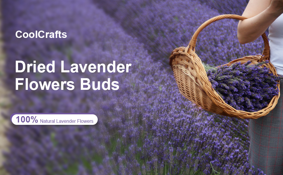 dried lavender flowers buds