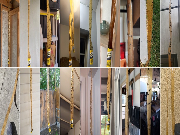 Fly Traps Indoor