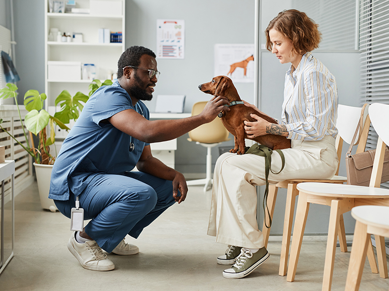 veterinarian, blood glucose monitor, pet blood glucose meter, ipet pro, dog, cat