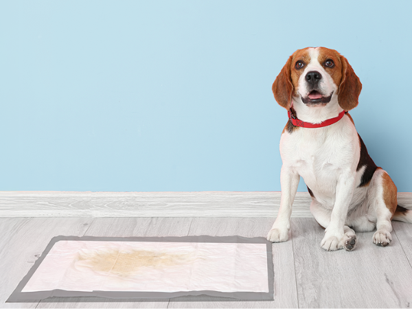 dog training &amp; behavior aids large puppy pads basic xxl puppy pads dog potty pad dog potty training