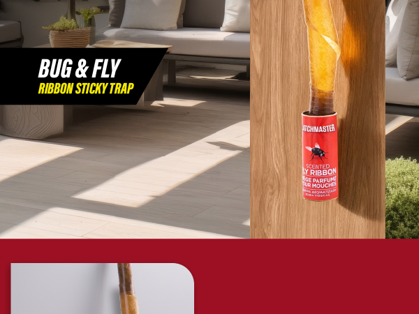 Each trap catches up to 2,600 flies!