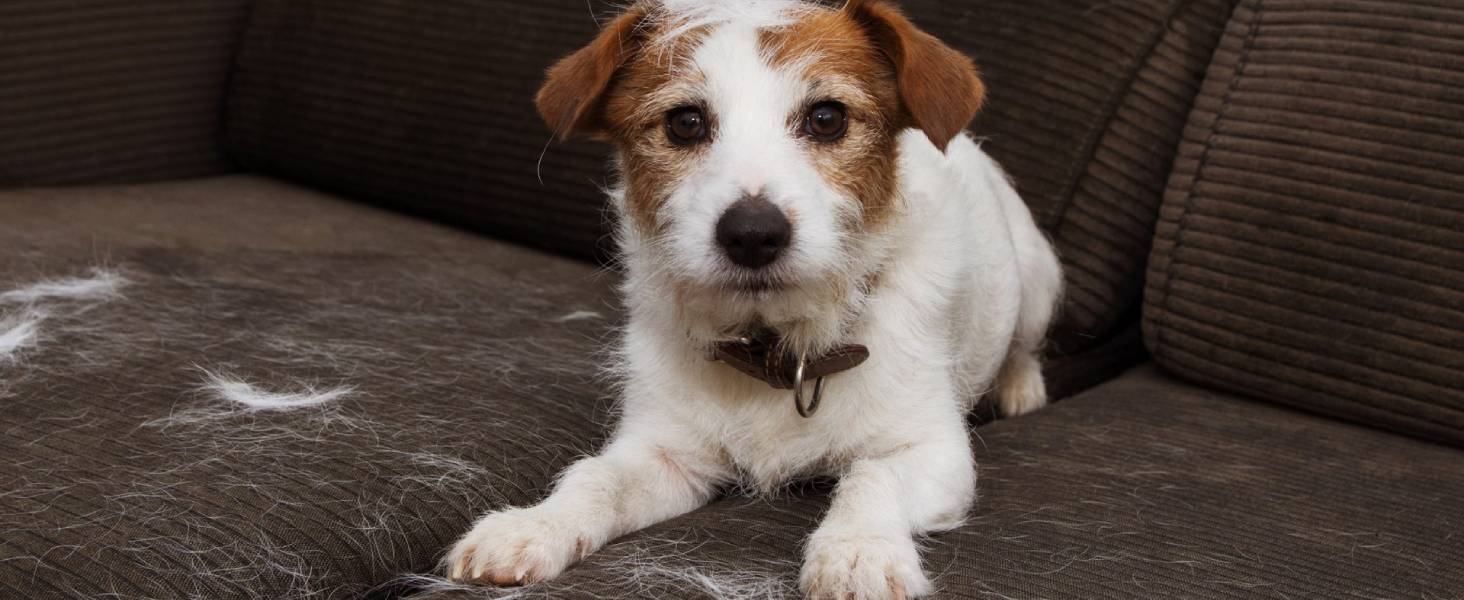 Core mini filter capture pet hair