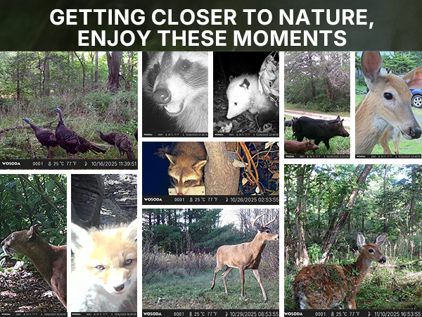 trail game camera trail or game camera