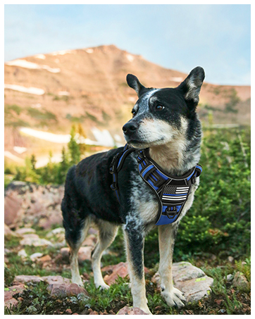 dog harness large 