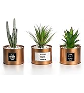 Opps Mini Artificial Plants Plastic Green Grass Cactus with Special Golden Can Pot Design for Hom...
