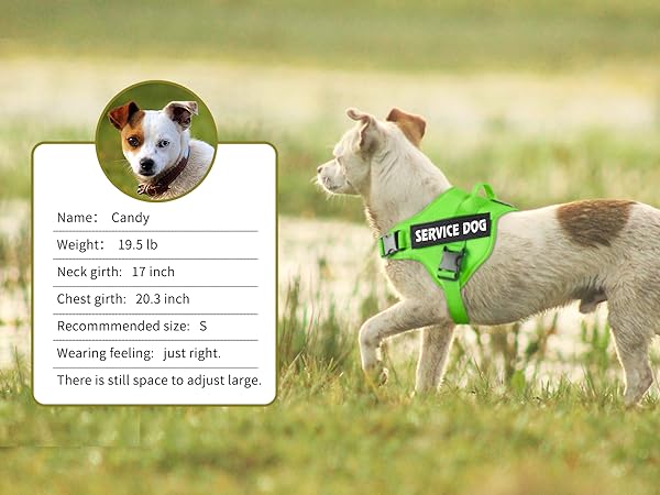 S size dog harness wearing feeling