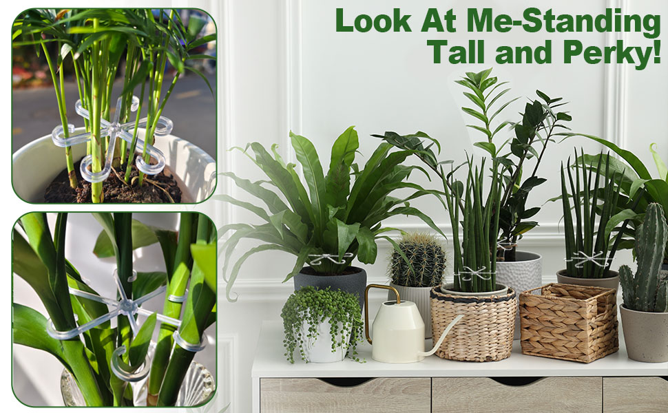 Plants thriving with their support system