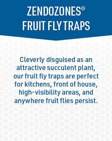 ZendoZone Fruit Fly Traps