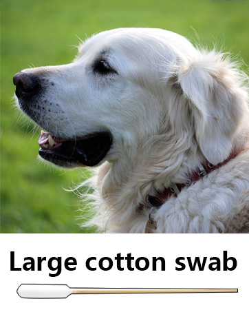 large qtips