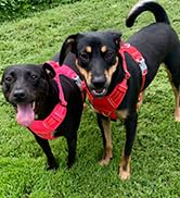 BARKBAY Dog Harness No Pull with ID Tag Pocket - Heavy Duty, Reflective, Easy Control for Large D...