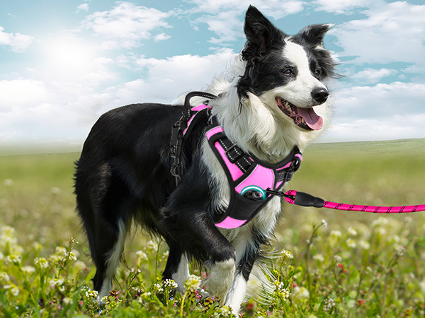 harness ruffwear harness dog harness medium harness for small dogs harness dog